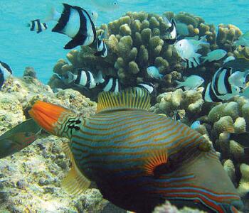 an image of a coral reef