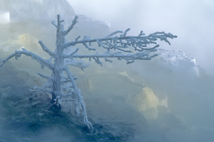 “The Art of Yellowstone Science” includes many images from Yellowstone National Park, such as this tree encased in travertine