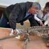 The Eryops Skeleton being repaired