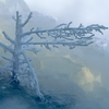 “The Art of Yellowstone Science” includes many images from Yellowstone National Park, such as this tree encased in travertine